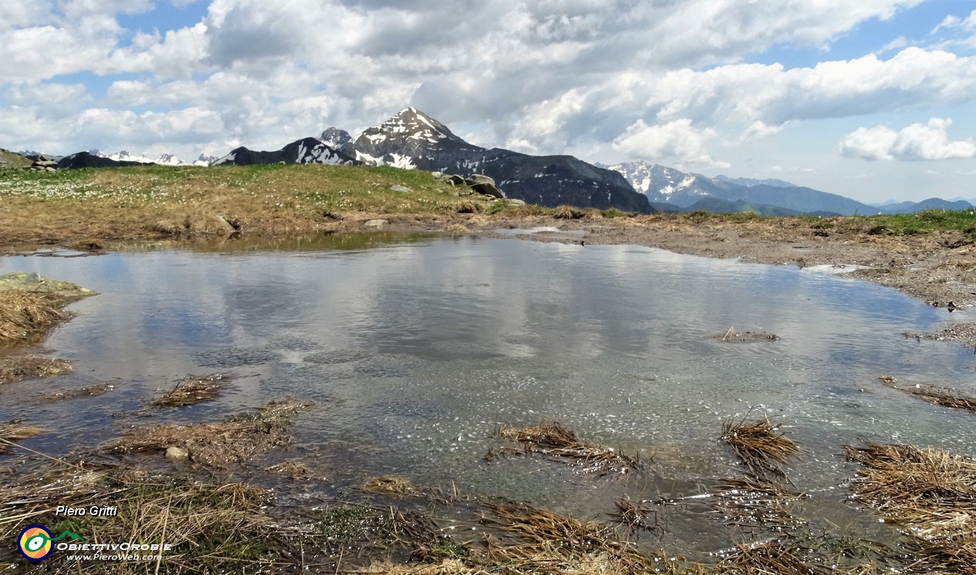 53 Nella pozza d'acqua prolificano dalle uova di rane i girini.JPG